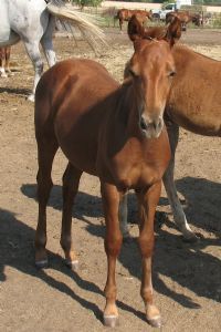 Ccat Redneck Cowgirl